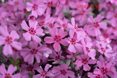芝桜
