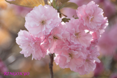 八重桜