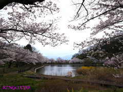 GFX100RF試し撮り