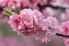桃の花