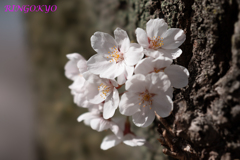 桜