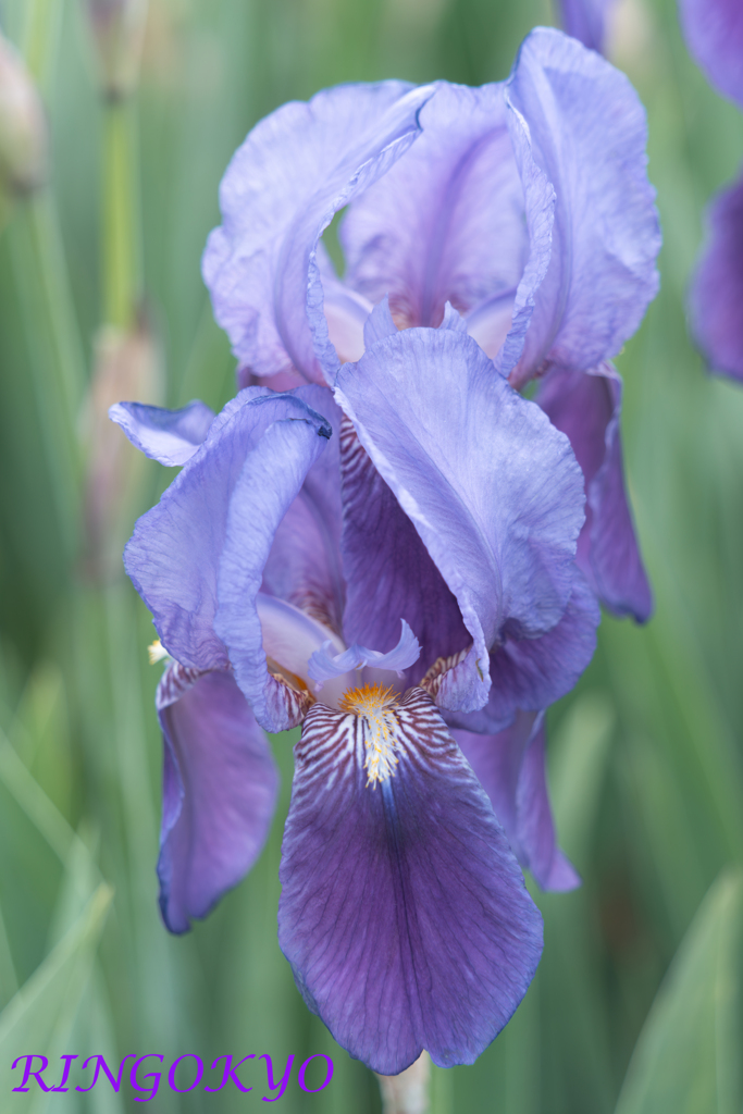 紫の花