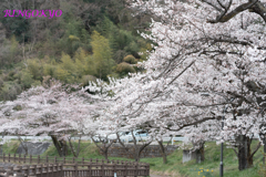 桜