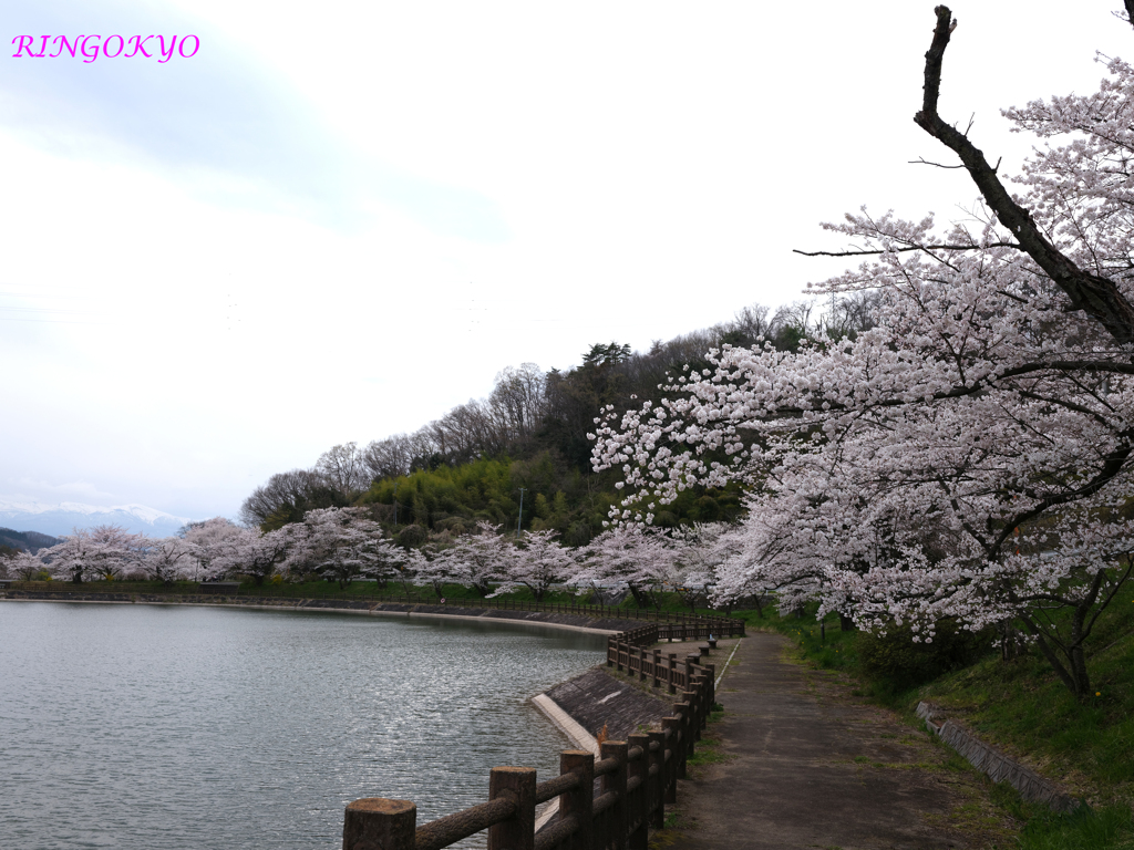 GFX100RF試し撮り