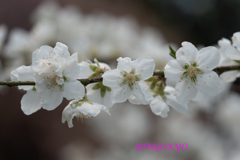 桃の花