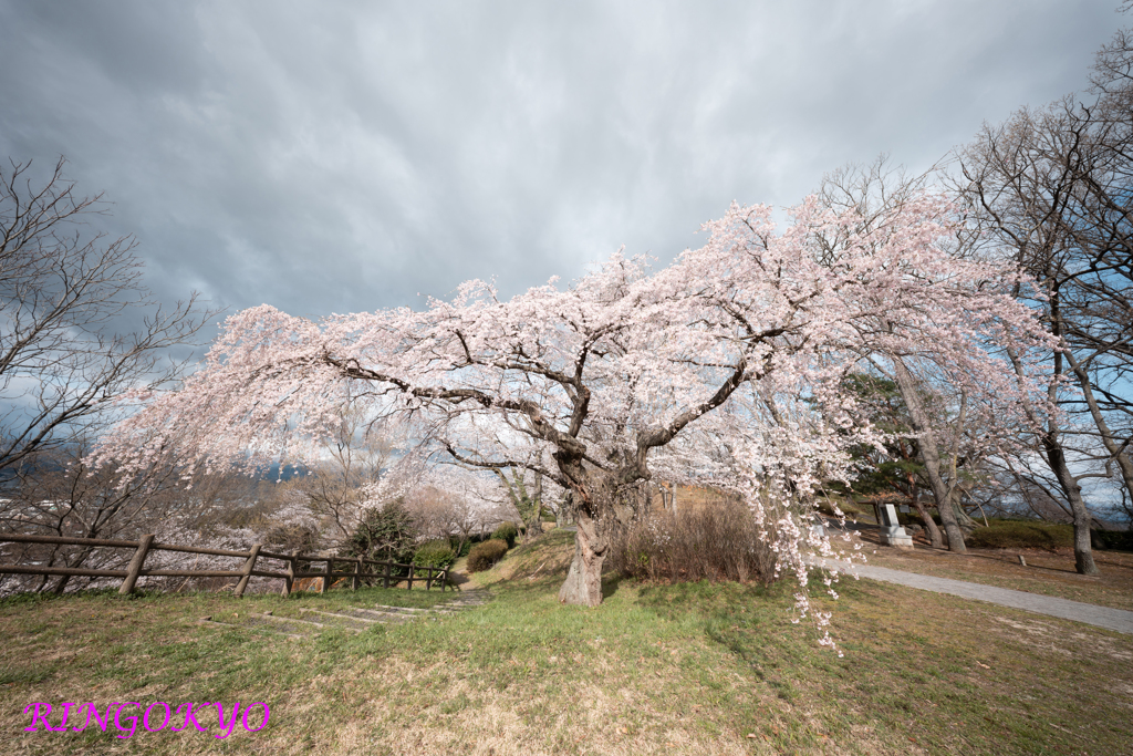 桜