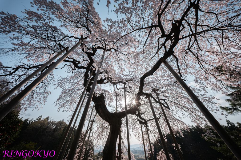 桜