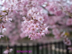 GFX100RF試し撮り