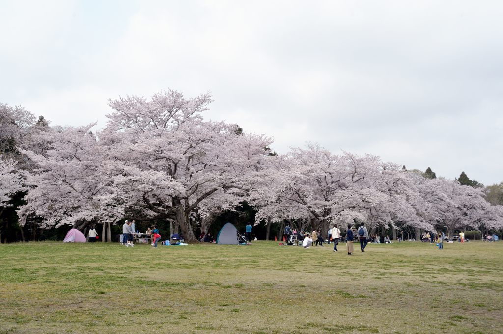 泉自然の桜