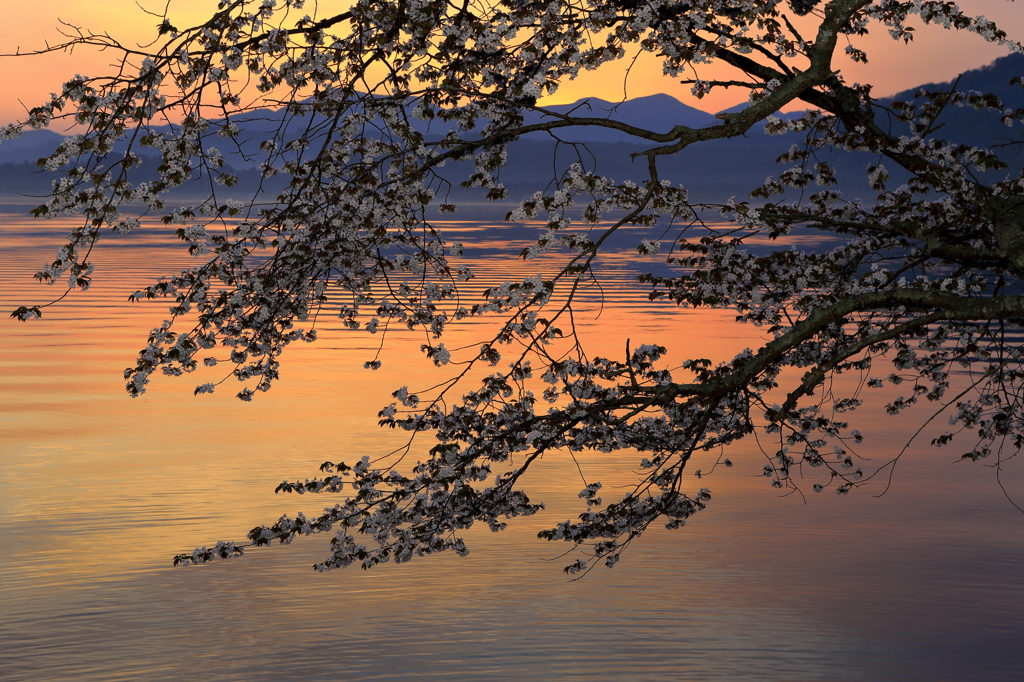 湖畔の桜