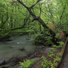 奥入瀬遊歩道