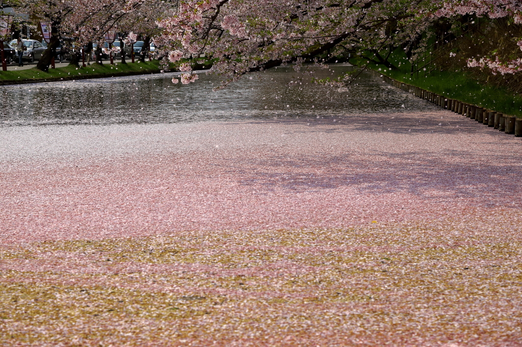 花吹雪