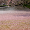 花吹雪