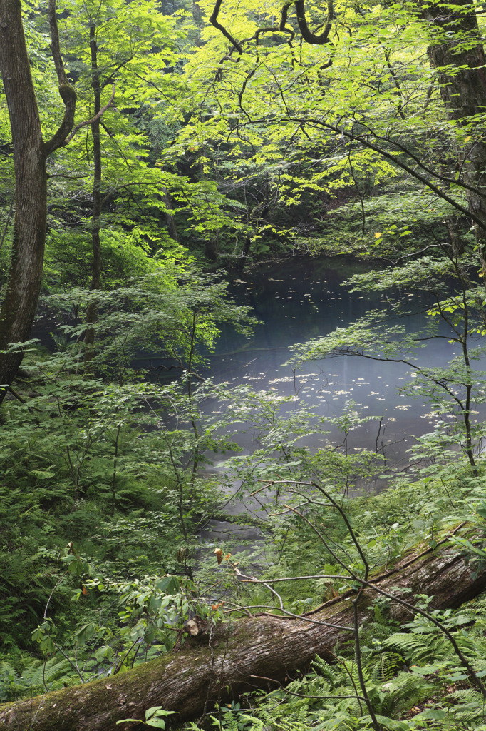 精霊の泉