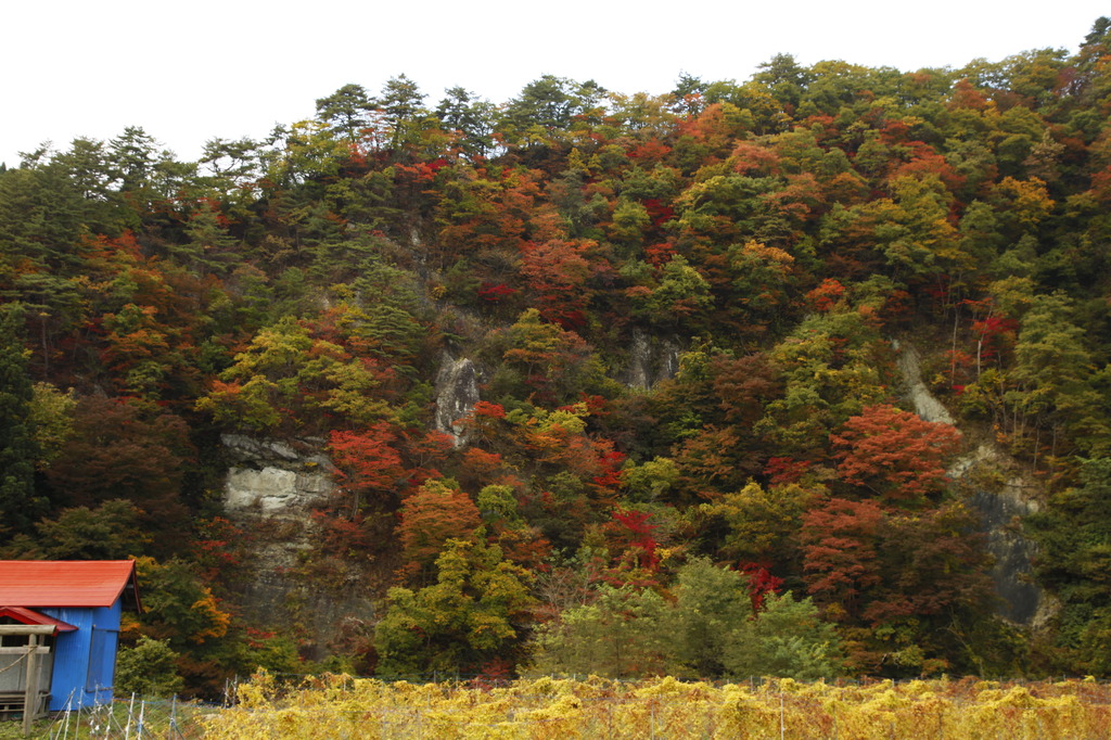 通勤途中の紅葉