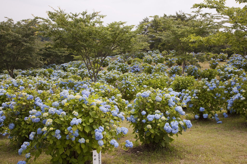 あじさい公園