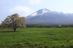 一本桜