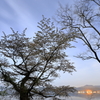 湖畔のオオヤマザクラ