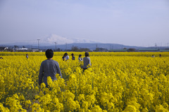 鳥海山と菜の花