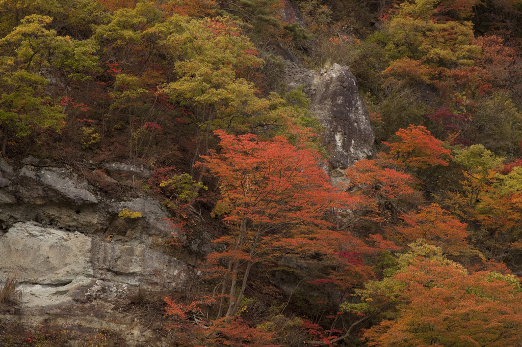 通勤途中の紅葉２