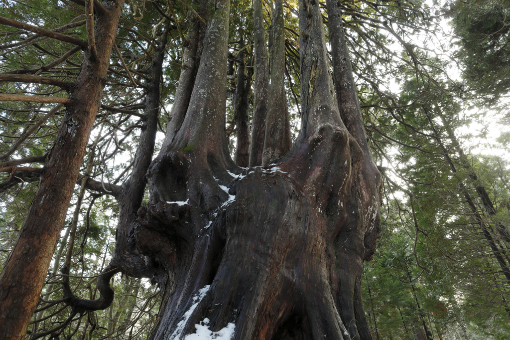北の巨木
