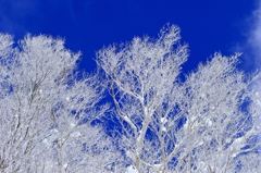 雪の花