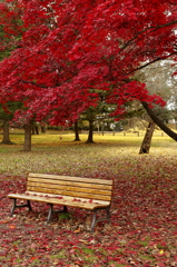 秋色のベンチ