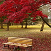 秋色のベンチ