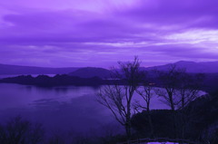 紫の朝