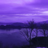 紫の朝