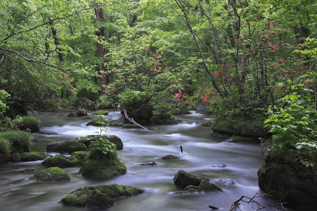 深緑の奥入瀬渓流