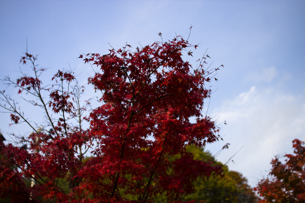 紅葉