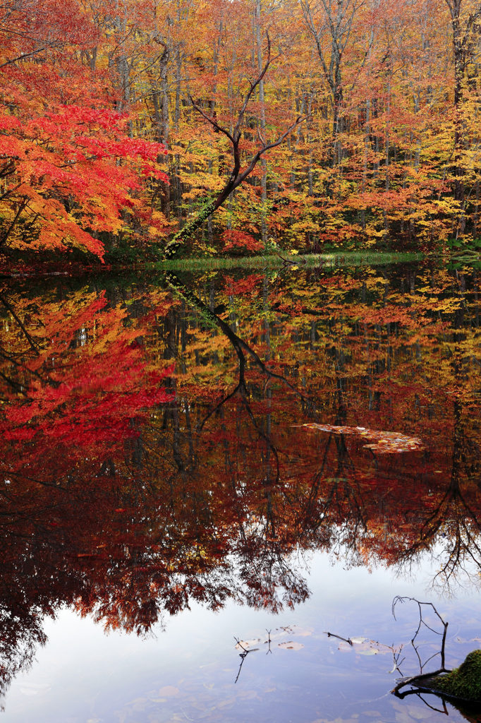 紅に染まる月沼