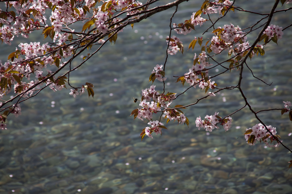 十和田湖と桜