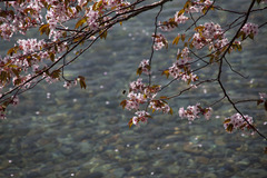 十和田湖と桜