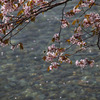 十和田湖と桜