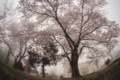 朝霧の中で