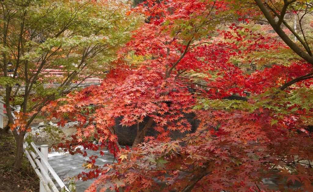 中野もみじ山