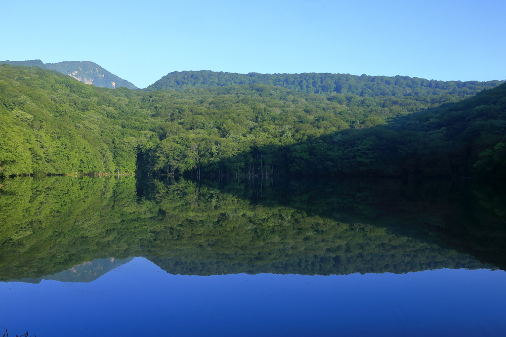 新緑の蔦沼