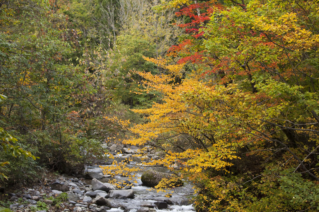 川の紅葉