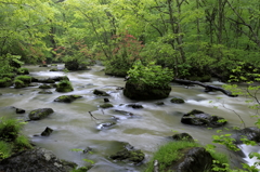 小雨の奥入瀬渓流Ⅱ