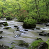 小雨の奥入瀬渓流Ⅱ