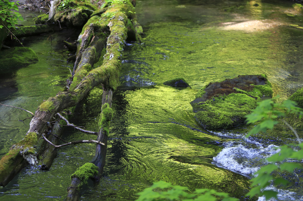 苔色の流れ