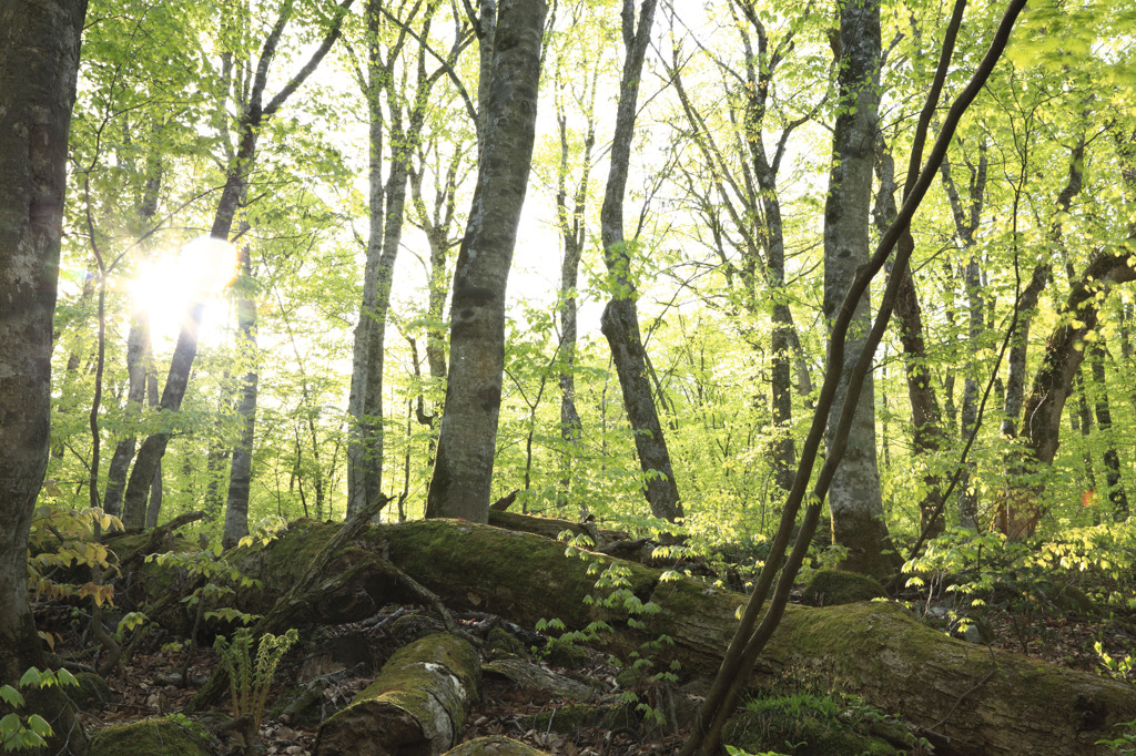 forest