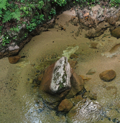 やっぱりいたんだ・・・