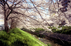 佐保川の桜2005