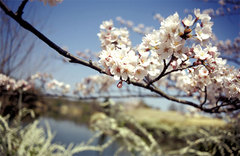 菖蒲池の桜2005