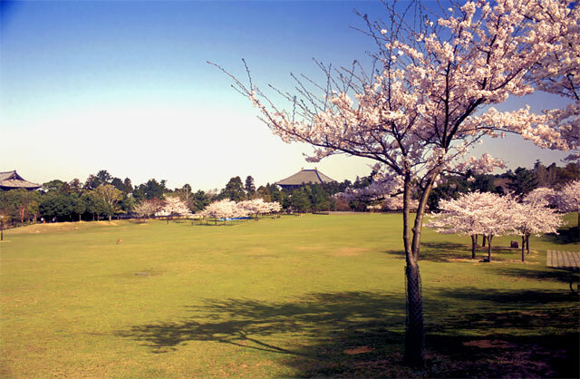 奈良公園の桜2005