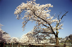 鴻ノ池の桜2005