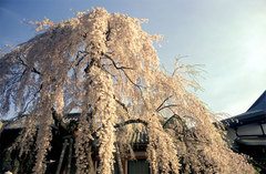 氷室神社の桜2005